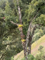 Tillandsia