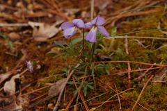 Viola pedata