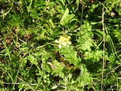 Diplotaxis catholica