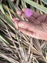 Mimosa quadrivalvis