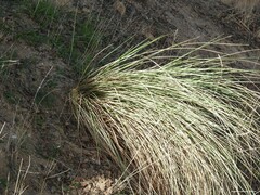 Celtica gigantea