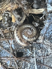Brachyiulus