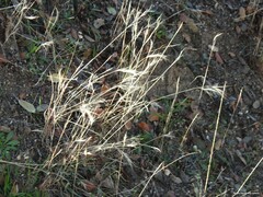 Bromus madritensis