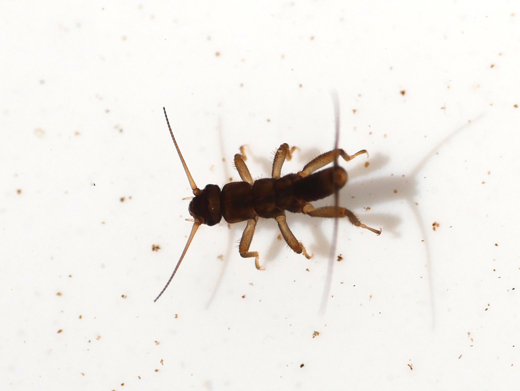 Protonemura hrabei