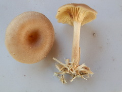 Pseudoarmillariella ectypoides