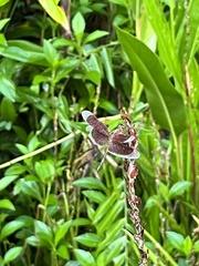 Neurothemis stigmatizans