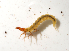 Wormaldia occipitalis