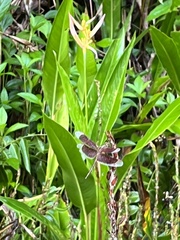 Neurothemis stigmatizans