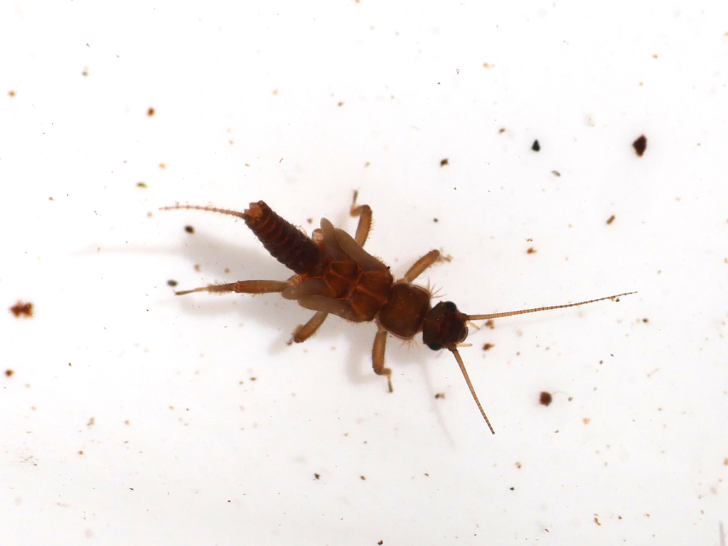Toothed Small Brown