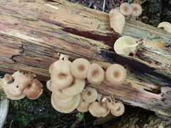 Pseudoarmillariella ectypoides