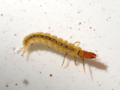 Wormaldia occipitalis