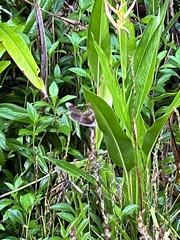 Neurothemis stigmatizans