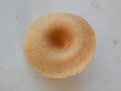 Pseudoarmillariella ectypoides