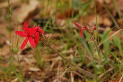Silene virginica