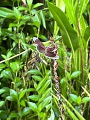 Neurothemis stigmatizans