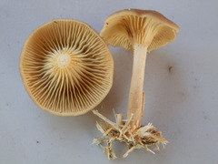 Pseudoarmillariella ectypoides