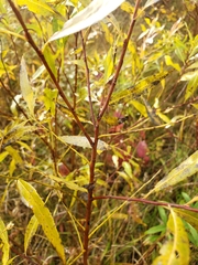 Salix petiolaris