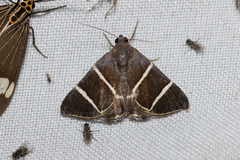 Grammodes justa