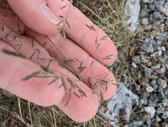 Eragrostis curvula