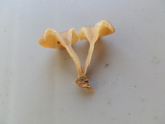 Pseudoarmillariella ectypoides