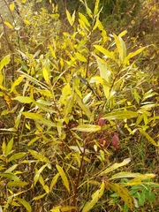 Salix petiolaris
