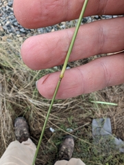 Eragrostis curvula