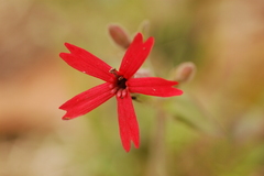 Silene virginica