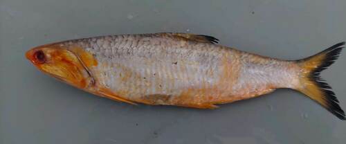 Stekelansjovis (Anchoa spinifer) — Engraulidae — 5