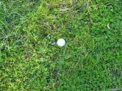 Lycoperdon pratense