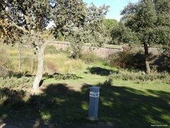 Quercus rotundifolia