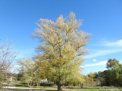 Populus nigra