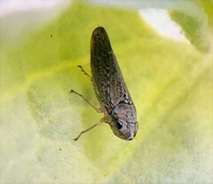 Amphigonalia severini