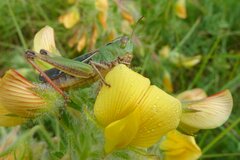 Stenobothrus lineatus