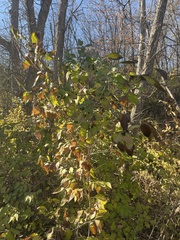 Zanthoxylum americanum
