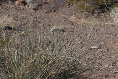 Asclepias subulata