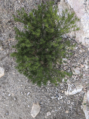 Peucephyllum schottii