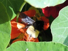 Bombus breviceps