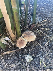 Echinoderma