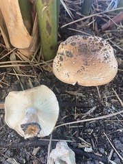 Echinoderma