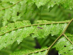 Micropezidae