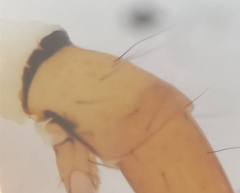 Wormaldia occipitalis