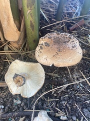 Echinoderma