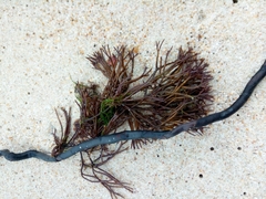 Furcellaria lumbricalis