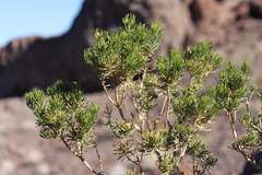 Peucephyllum schottii