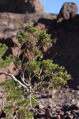 Peucephyllum schottii