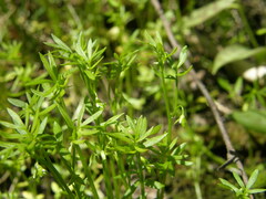 Floerkea proserpinacoides