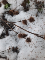 Arctium minus