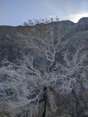 Peucephyllum schottii