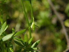 Floerkea proserpinacoides