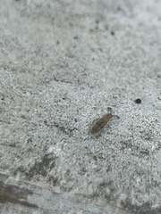 Entomobryidae